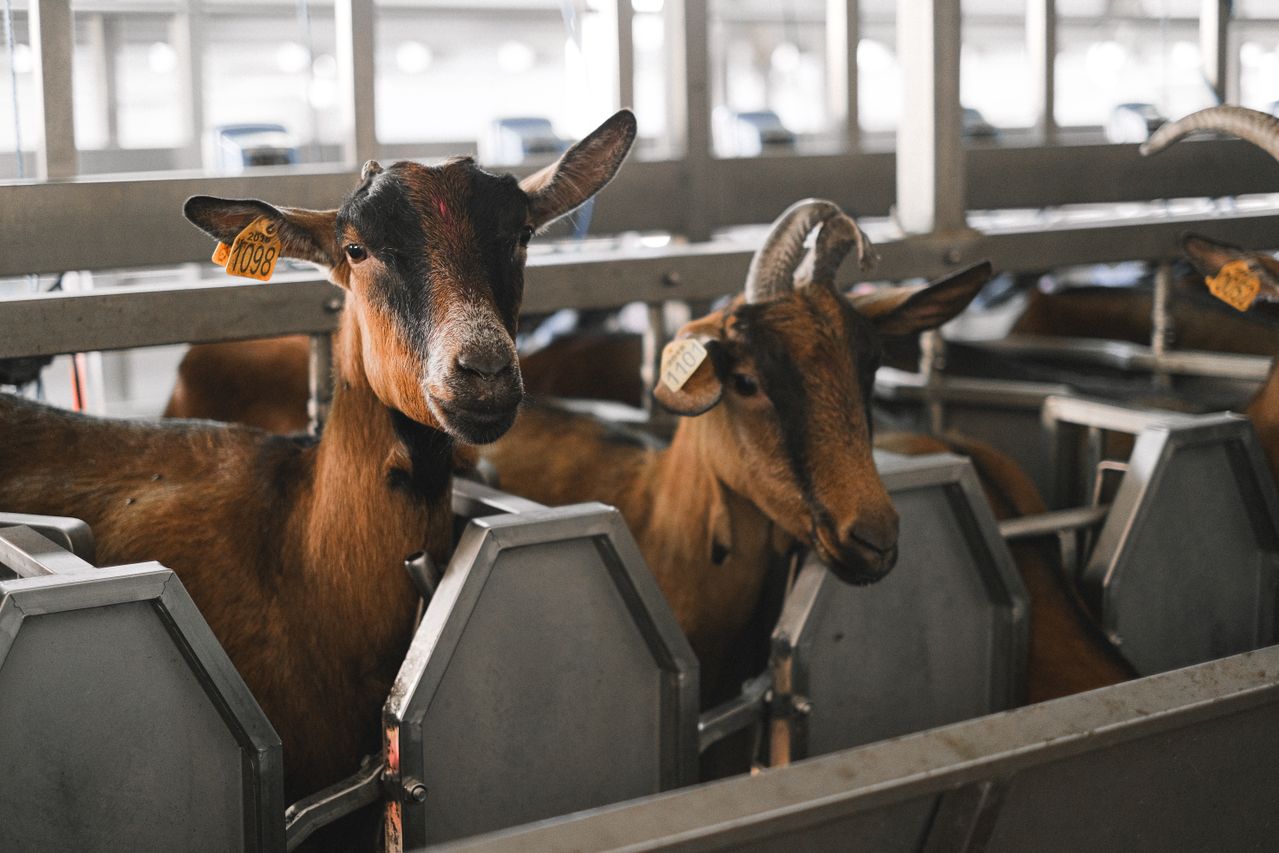 Animaux de ferme